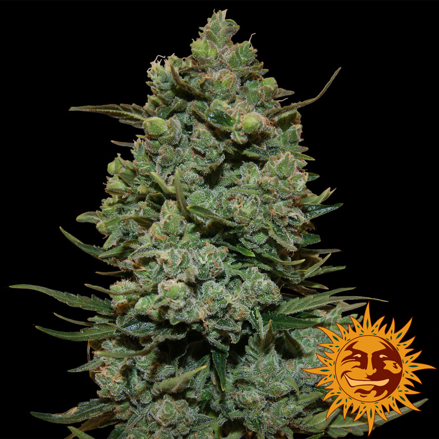 large_cookies-kush_1_643781.jpg
