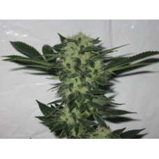 818_headband_sour_og_large-228x228_1.jpg