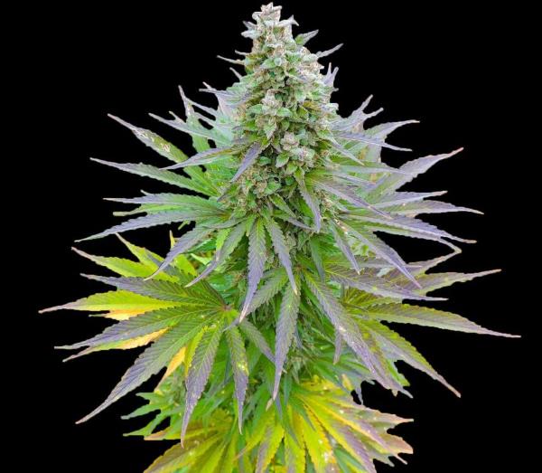 blueberry-gum-g13-labs-web.jpg