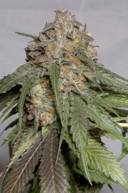blueberry-headband-3.jpg