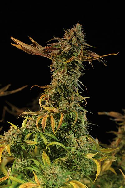 blueberry-headband.jpg