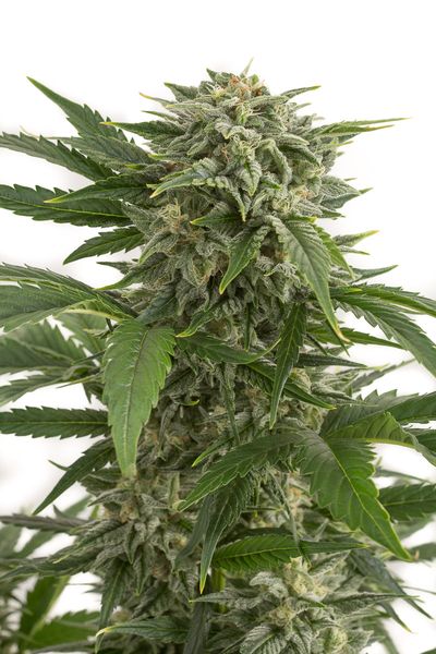 bubba_kush_auto_.jpg