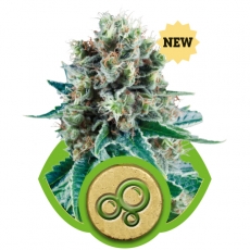 bubble-kush-automatic.jpg