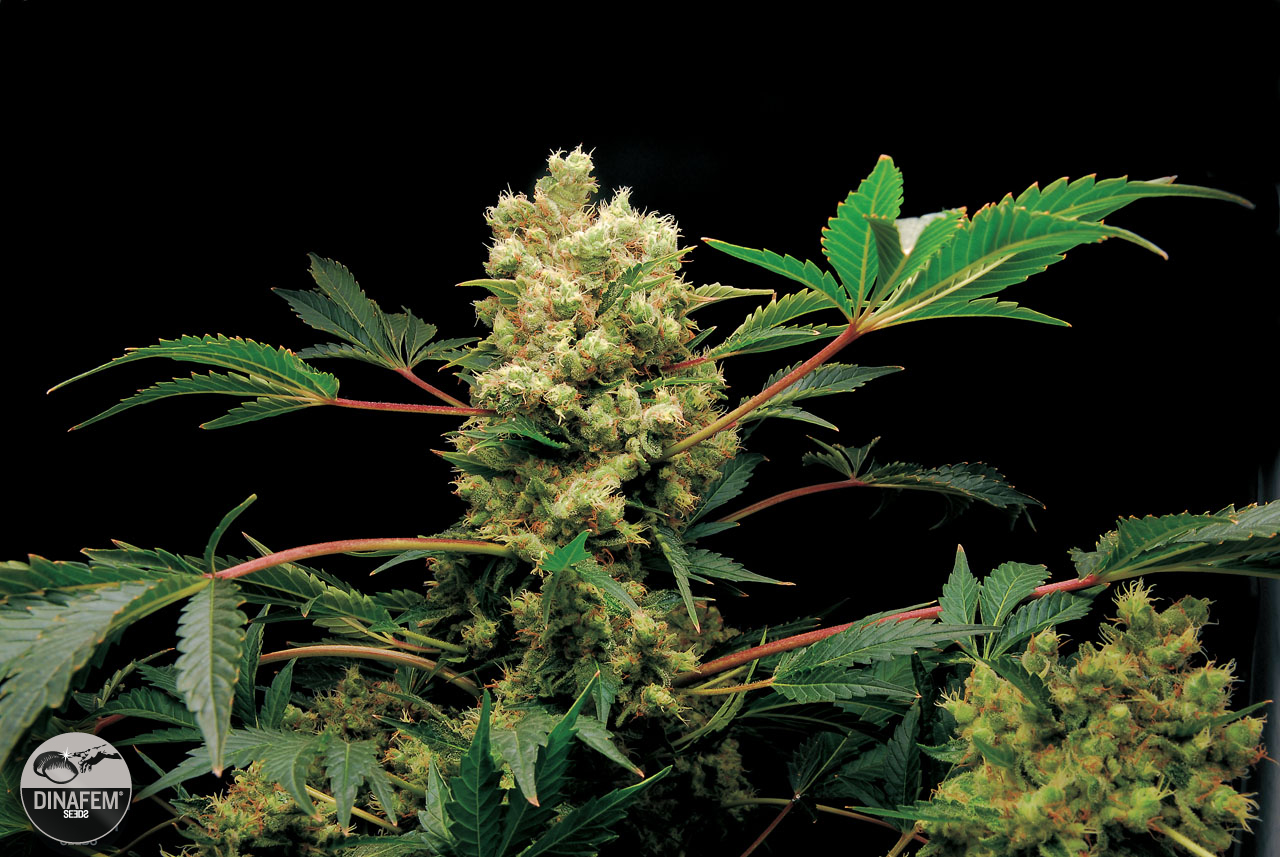 dinafem-powerkush.jpg