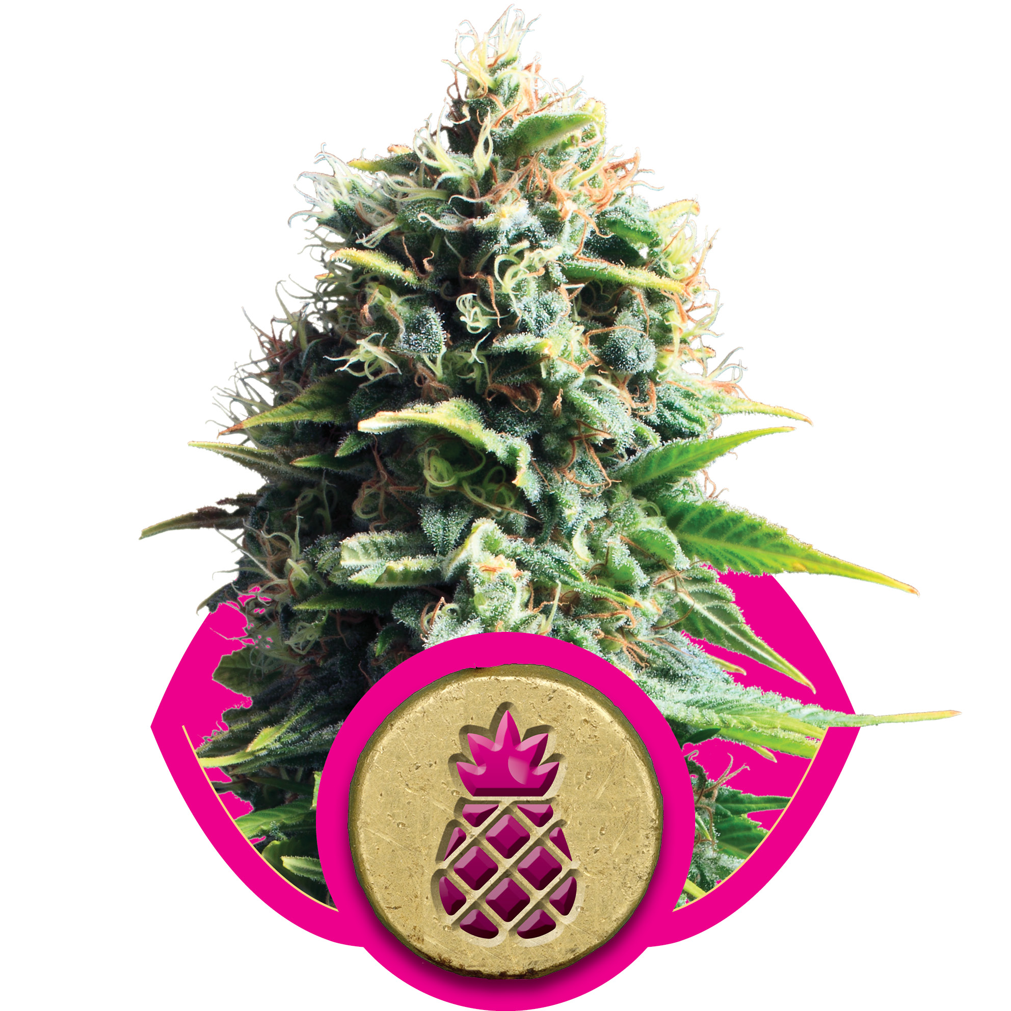 fem-pinapplekush.jpg