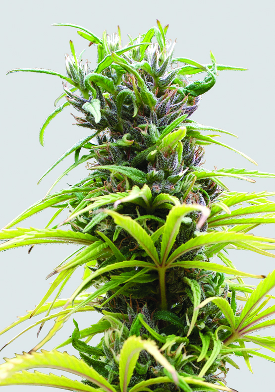 hawaii_maui_waui.jpg