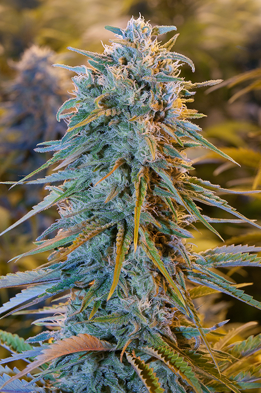hso-blue-dream.jpg