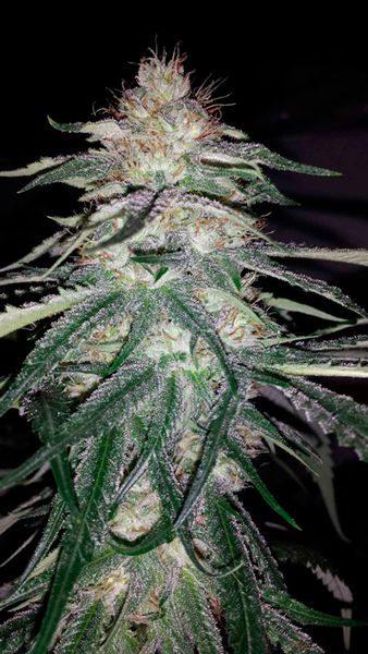lost-coast-og.jpg