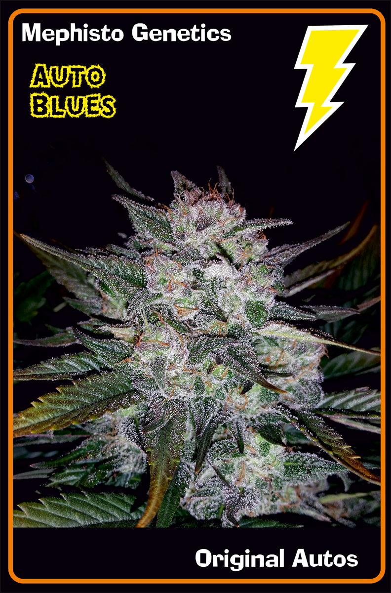 main-strain-auto-blues.jpg