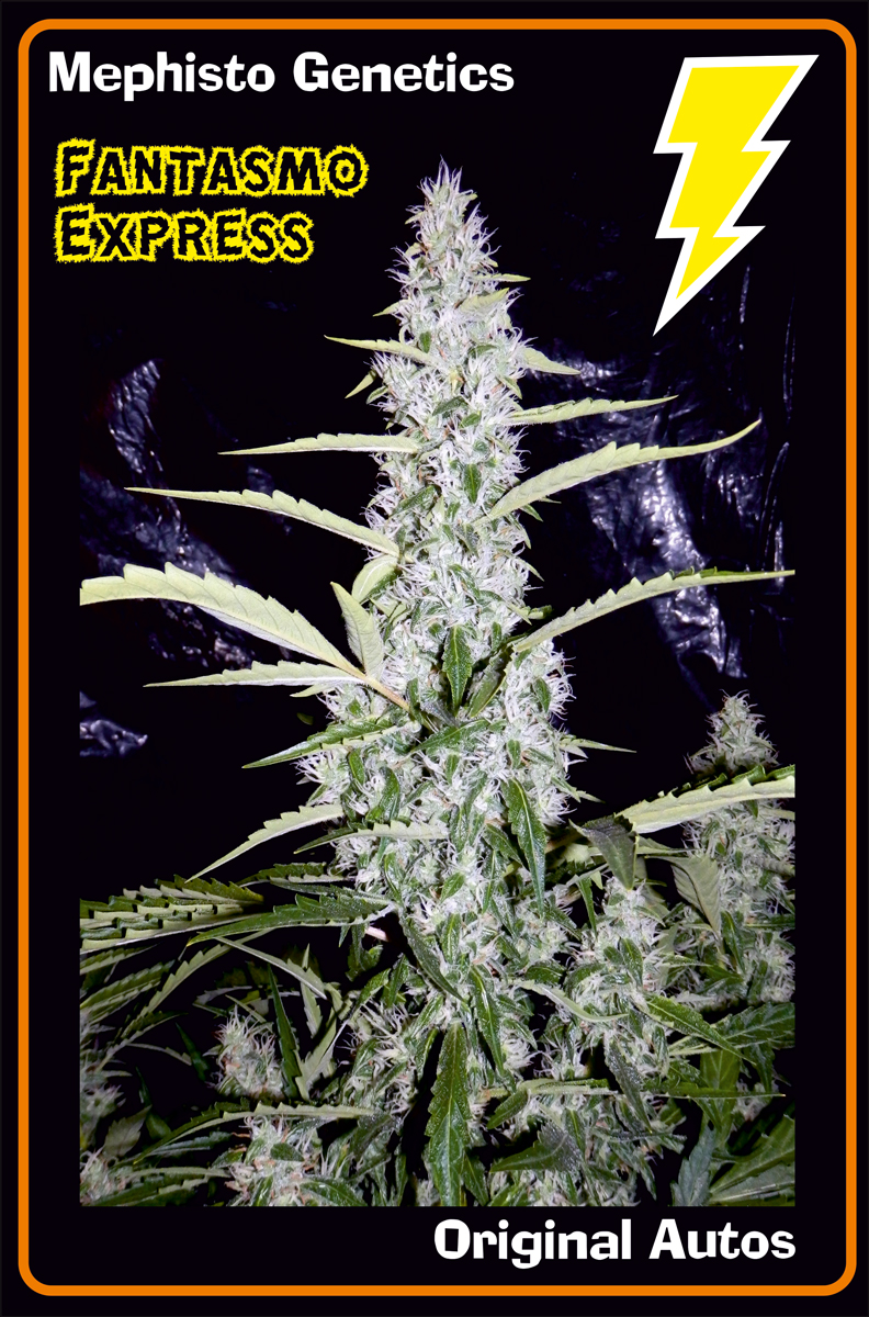 mephisto-originals-fantasmo.jpg