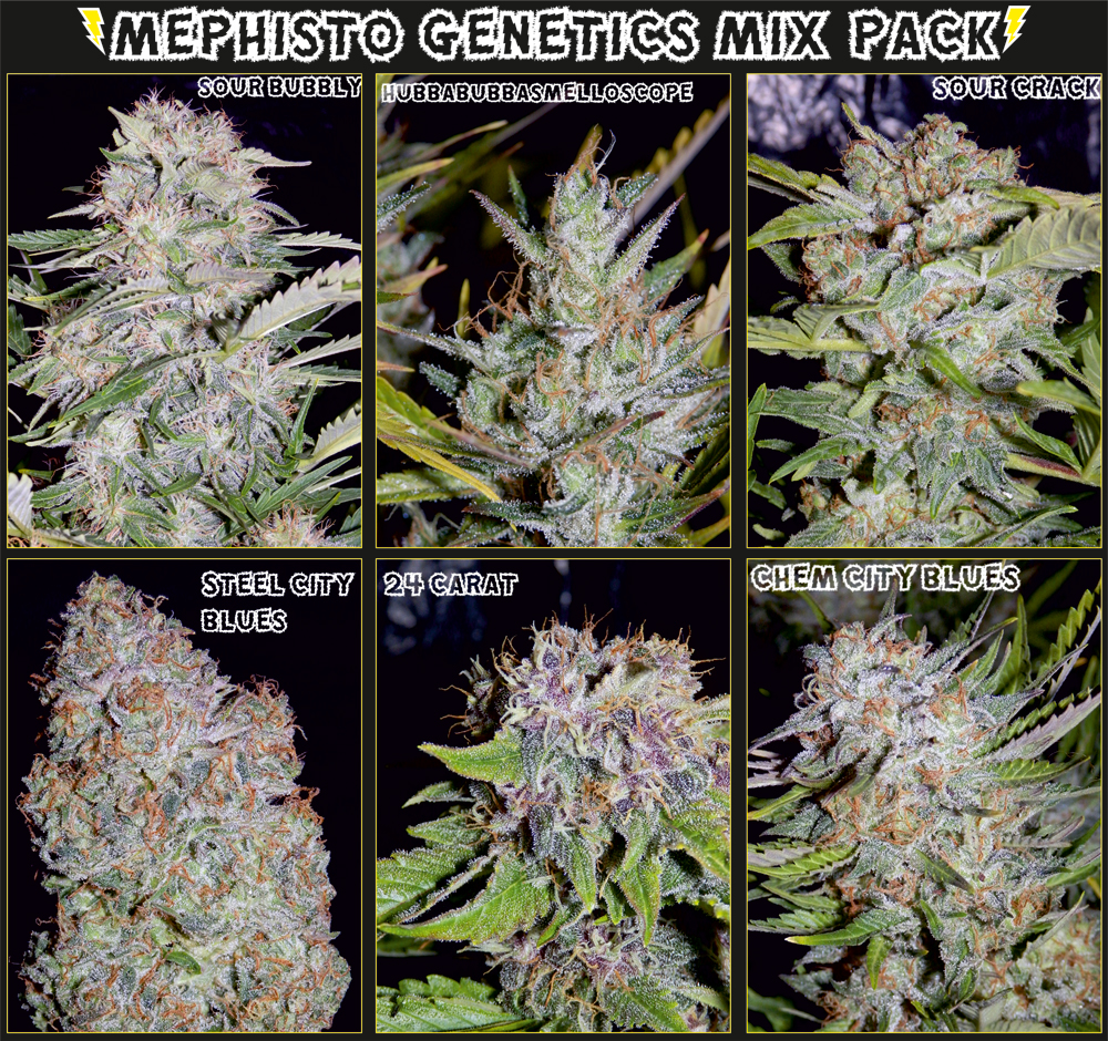 mix-pack-photo-for-seedsman.jpg