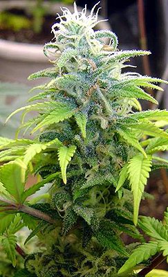 skunk11.jpg