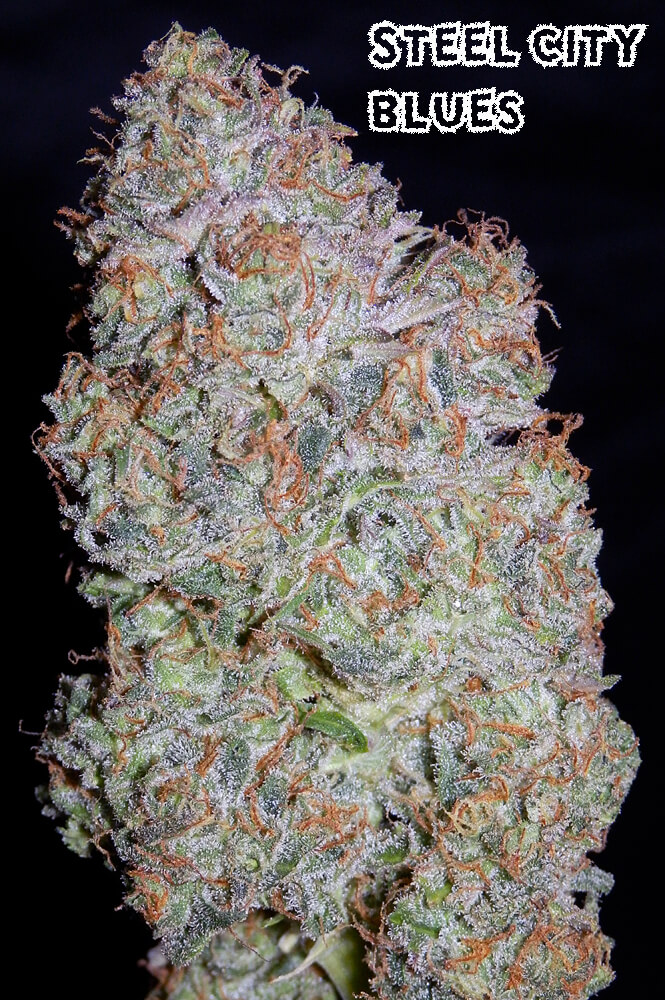 steel_city_blues_for_seedsman.jpg